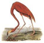 Audubon18WHS