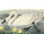 Audubon19WHS