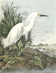 Audubon20WHS