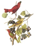 Audubon26WHS