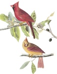 Audubon2WHS