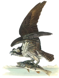 Audubon8WHS