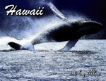 Hawaii126WHS