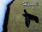 Hawaii143WHS