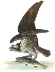 Audubon8WHS