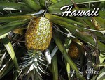 Hawaii140WHS